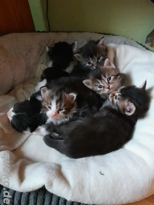 Norwegische Waldkatzen, Kitten