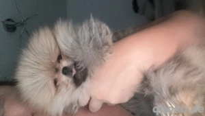 Mia   Pomeranian Boo (Teddy)   10 Wochen   sucht liebevolles Zuhause