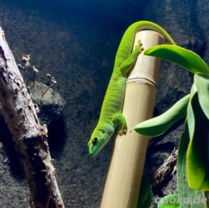 Madagaskar Taggecko Weibchen + Terrarium abzugeben 