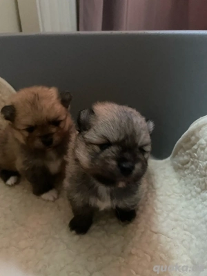 pomeranien zwergspitz 