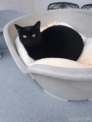 Laura   eine kleine schwarze Schönheit mit großem Herzen