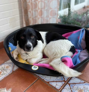 Polly sucht ihr Für-Immer-Zuhause
