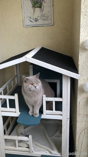 BKH Deckkater Lilac mit Champion-Stammbaum (kein Verkauf)