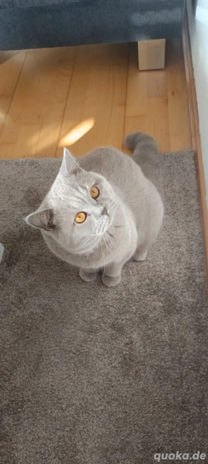 BKH Deckkater Lilac mit Champion-Stammbaum (kein Verkauf)