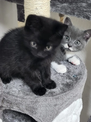 wunderschöne Britisch Kurzhaar Kitten 