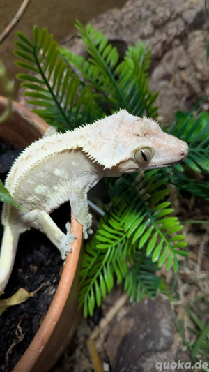 Kronengecko Correlophus ciliatus Crested Gecko Lilly White Harlequin  