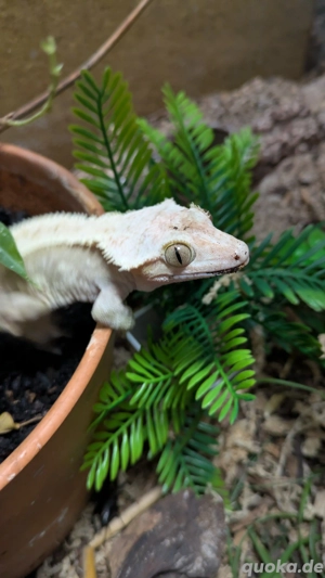Kronengecko Correlophus ciliatus Crested Gecko Lilly White Harlequin  Reptil männlich weiblich