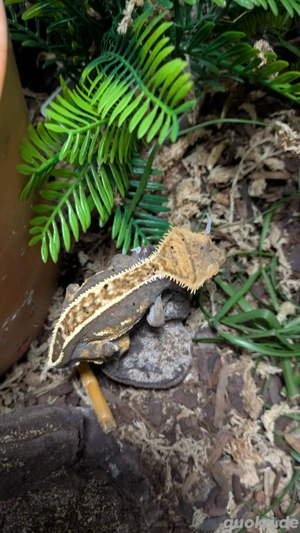 Kronengecko Correlophus ciliatus Crested Gecko Lilly White Harlequin  Reptil männlich weiblich