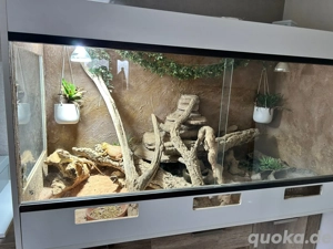 Bartagammen, Terrarium 