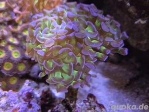 Euphyllia Hologram