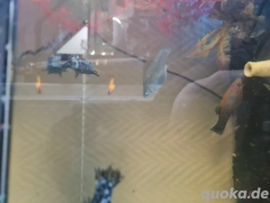 Mollys verschiedene Farben