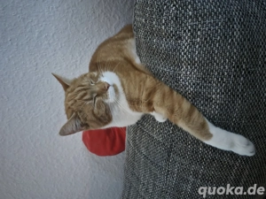 katze sucht ein zuhause