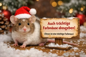 Hobbyzucht Farbmäuse   Abgabe