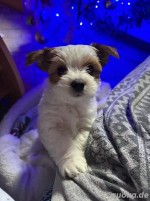 Welpe sucht ein Liebevolles zuhause 