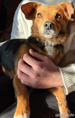 Hanni - Kleine Maus sucht kuscheliges Zuhause