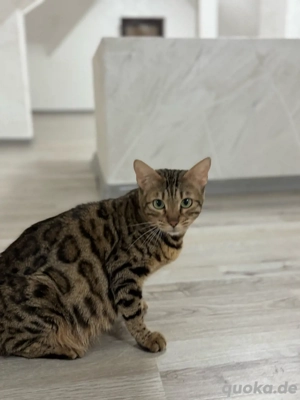 Bengal Katze Kira