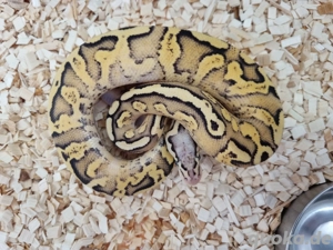 1.0 Königspython Pastel Ghi Yb Vanilla het clown