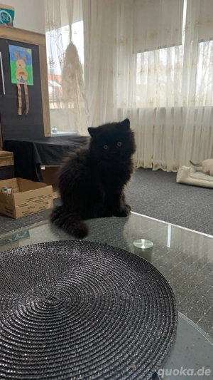 Wunderschöne British-Langhaar-Kitten abzugeben