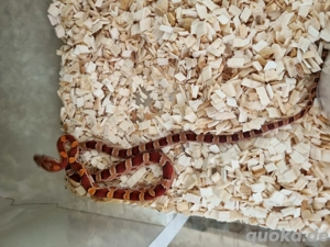 1.0 Kornatter 100% palmetto pos het scaleless dnz 25