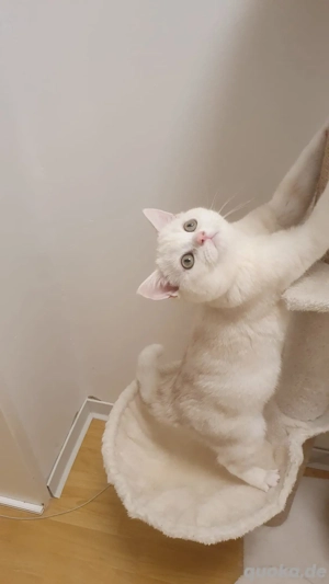 wunderschöner BKH Kater