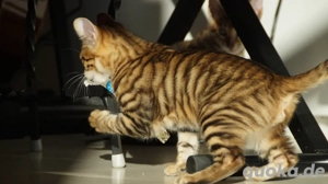 Toyger Kätzchen