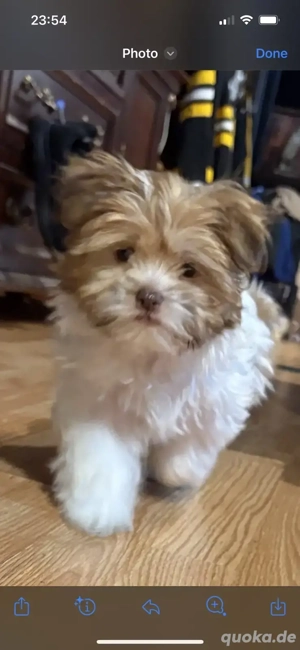 schattig vrouwtje Maltezer Shih Tzu puppy 