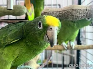 Junge Gelbstirn Amazonen   Papagei   Handzahm   