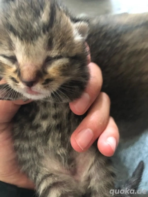 Süße Kitten    geboren Dez. 2025   Reservierung