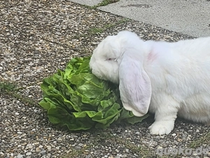 Deutscher Widder weiß, 9 Monate alt, sehr lieb