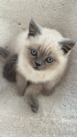 Britisch Kurzhaar Katze Weiß Grau Weiblich