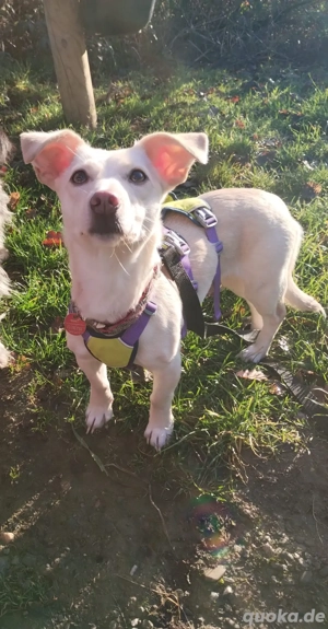 Kleine Selly sucht ein liebevolles Zuhause