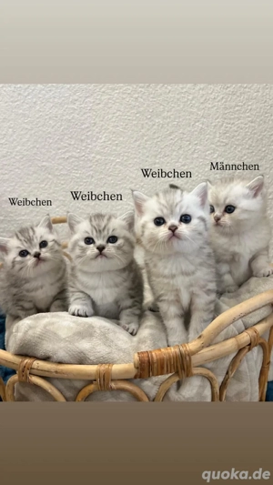 Reinrassige BKH Kitten 