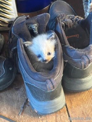 Heilige Birma Kitten reinrassig