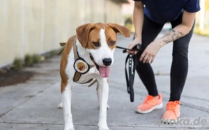 Bennett sucht ein Zuhause Bild 6