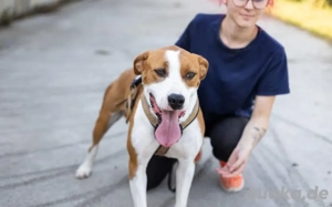 Bennett sucht ein Zuhause Bild 5