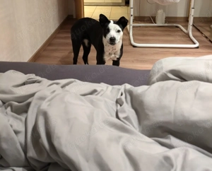 Hündin  Mischling zu verkaufen