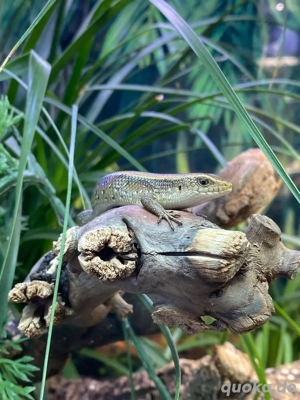 Vielstreifenskink Nachwuchs zu vermitteln