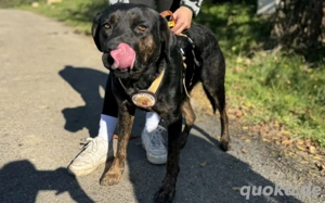 Der liebenswerte Vino sucht aktive Menschen Bild 5