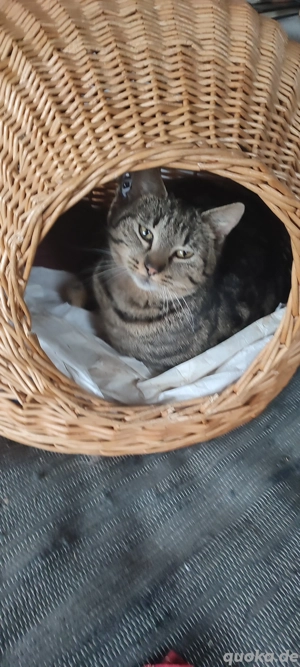 Kater 7 Monate Heilige Burma Mix 