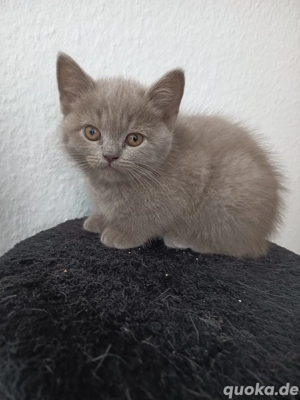 PKH dick Harr Babys Katzen 