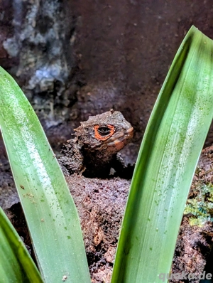 Rotaugen Buschkrokodile 