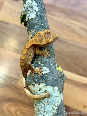 0.0.1 Correlophus Ciliatus (Kronengecko) Harlequin Gecko