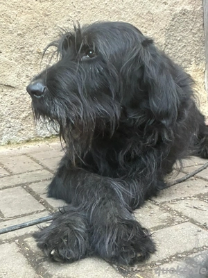 Riesenschnauzer mix rüde