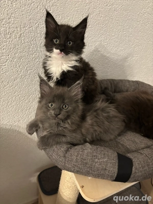 Rheinrassige Main Coon babys