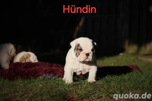 reinrassige englische bulldoggwelpen 