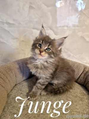 Maine coon Kitten 
