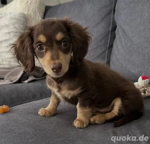 Zwergdackel Welpen Dackel Welpen!!