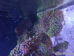 Rhodactis zu verschenken 2 bis 4 Stück.