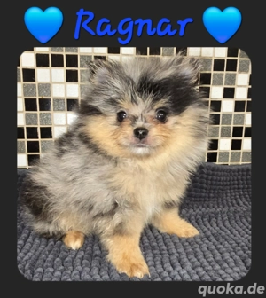 Süße PomChi  (Pomeranian x Chihuahua) Buben