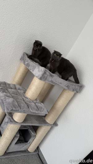 Zwei Katzen zu verschenken mit viel Zubehör 